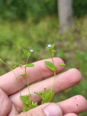 Myosotis sparsiflora