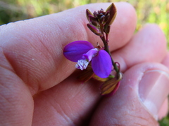 Polygala garcinii