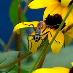 Sphecidae