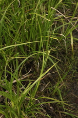 Carex vesicaria