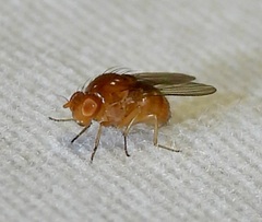 Lauxaniidae