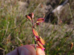 Polygala garcinii
