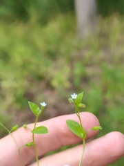 Myosotis sparsiflora