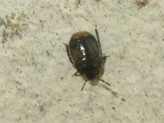 Legnotus limbosus