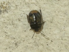 Legnotus limbosus