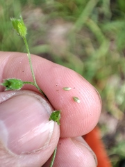 Myosotis sparsiflora