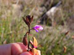Polygala garcinii