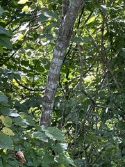 Ulmus rubra