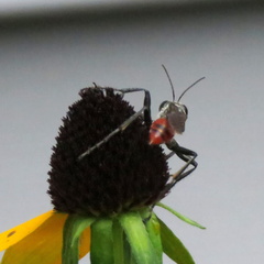 Sphecidae