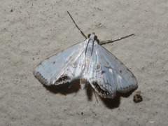 Cataclysta lemnata