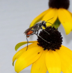 Sphecidae