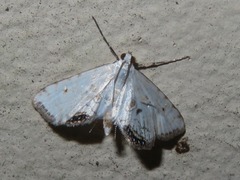 Cataclysta lemnata