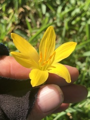 Zephyranthes citrina