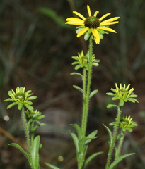 Rudbeckia missouriensis