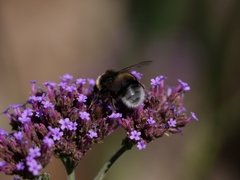 Bombus