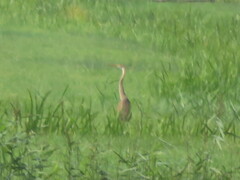 Ardea purpurea