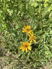 Arnica