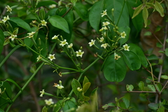 Neoalsomitra clavigera