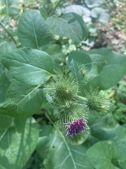 Arctium