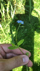 Myosotis scorpioides