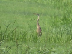 Ardea purpurea