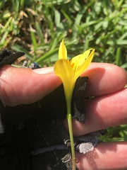 Zephyranthes citrina