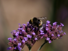 Bombus