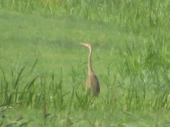 Ardea purpurea