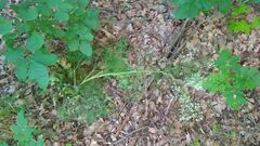 Chaerophyllum bulbosum