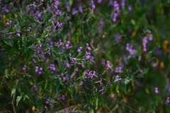 Hypoestes cumingiana
