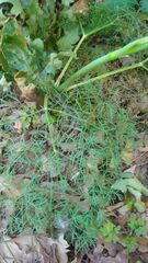 Chaerophyllum bulbosum