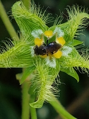Nannotrigona perilampoides