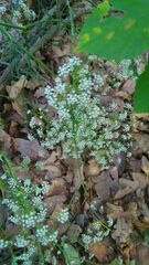 Chaerophyllum bulbosum