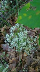 Chaerophyllum bulbosum