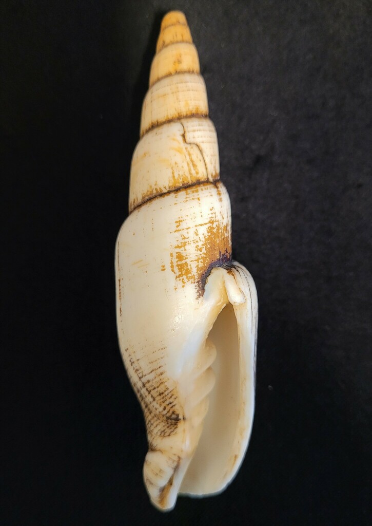 Isara swainsonii