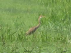 Ardea purpurea