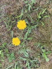 Pilosella piloselloides