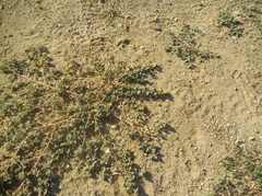 Tribulus terrestris