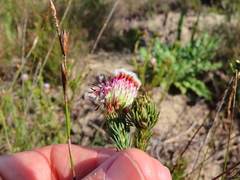 Serruria trilopha