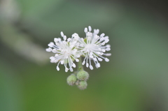 Croton ciliatoglandulifer