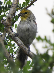 Auriparus flaviceps