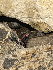 Pachygrapsus crassipes