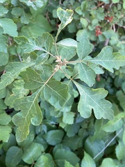 Rhus trilobata