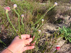 Serruria trilopha