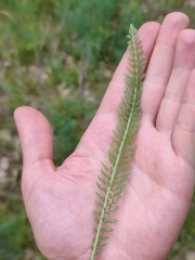 Achillea setacea