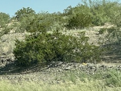 Larrea tridentata