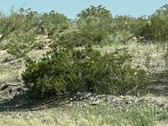 Larrea tridentata