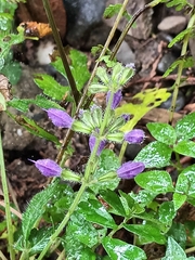 Salvia formosana
