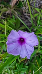 Ipomoea cairica
