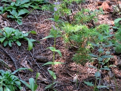 Gentianella amarella acuta